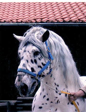 Noriker