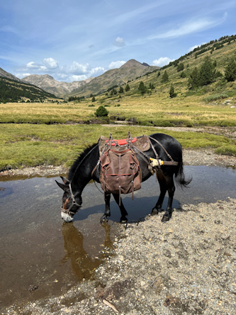 Reiterferien Frankreich