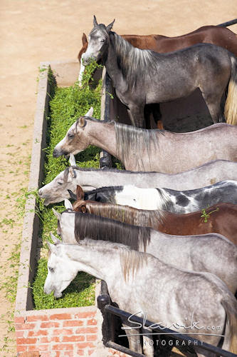 Reiterferien Ägypten