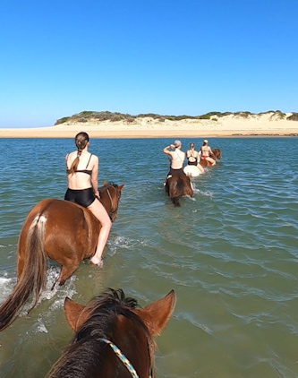 Schwimmen mit Pferden