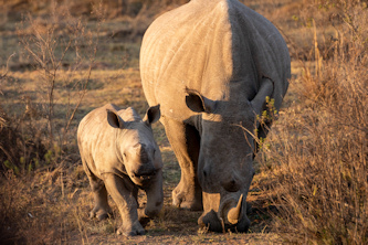 Pferdeurlaub S&uuml;dafrika