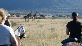 Reiten Afrika Safari Big Five