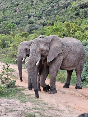 S&uuml;dafrika-Trail