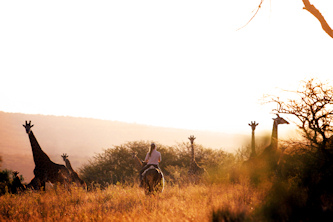 Großwild Südafrika