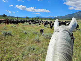 Rinderarbeit Montana