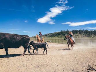 Rinderarbeit Montana