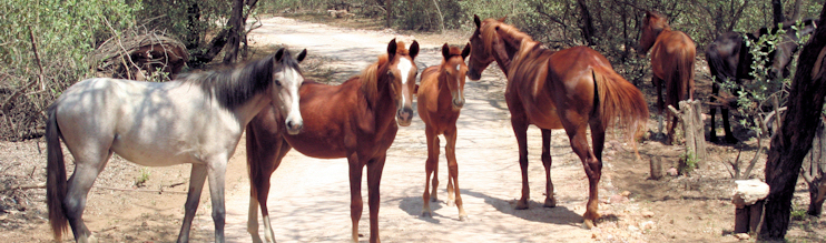 Paso Peruano