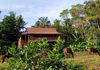 Pferdeurlaub Indonesien Java