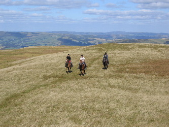 Welsh Cobs