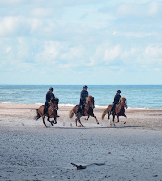 Reiten auf Langeland