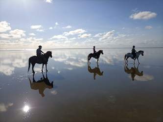 Mit Islandpferden auf Roemoe