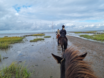 Mit Islandpferden auf Roemoe