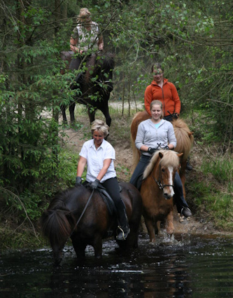 Islandpferde in Niedersachsen