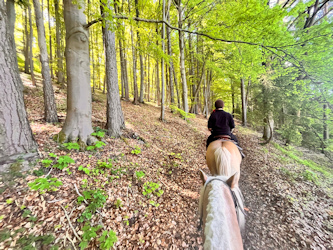 Westernreiten in der Rh&ouml;n