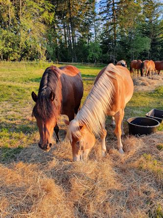 Reiten im Bayerischen Wald