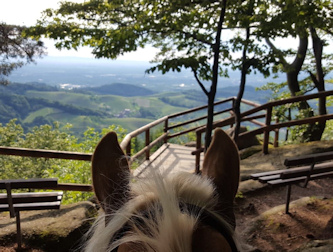 Bayerischer Wald