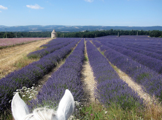 Provence-Camargue-Trail in Frankreich