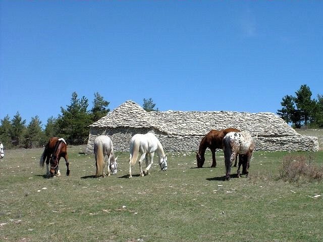 rn72.jpg