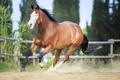 ic69.jpg