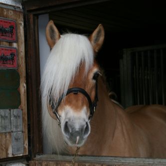 Haflinger