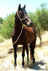 Andalusier