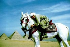 Reiten auf Arabern