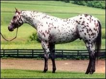 Reiterferien Appaloosa