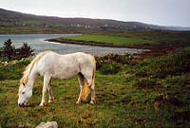 Connemara