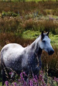 Connemara