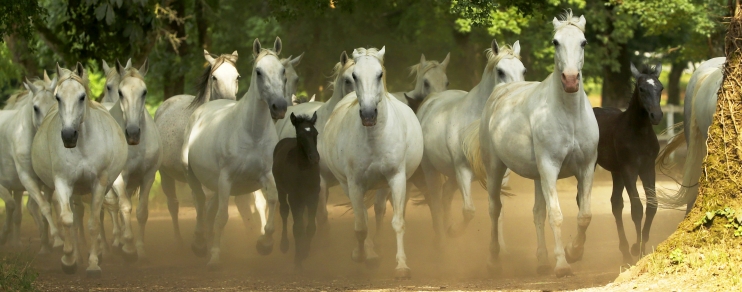 Lipizzaner