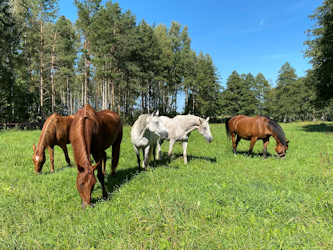 Reiterurlaub in Masuren