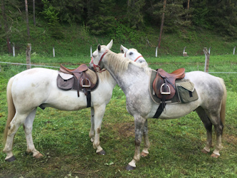 Reiten in Rum&auml;nien