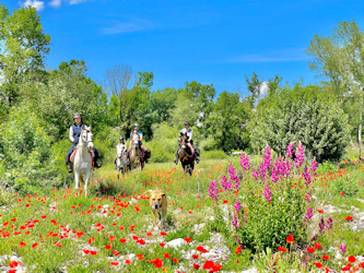 Reiten im Mohnblumenfeld